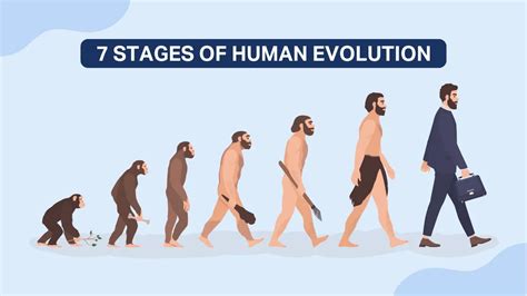 7 Stages Of Human Evolution Discoveries And Special Traits