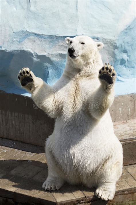 If you want to teach your rat how to stand on its hind legs, it's best to start as early as possible, as rats that are under two. Polar Bear Sitting On Its Hind Legs Stock Image - Image ...