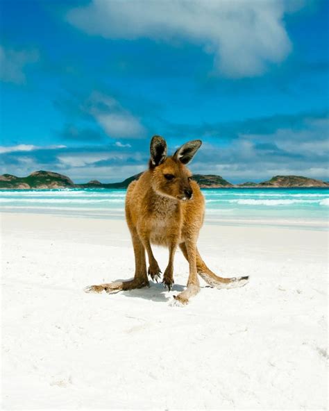 Meanwhile In Australia The Kangaroos Are Busy Sunbathing On The
