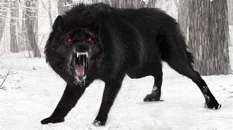 9 Incredible Wolves You Wont Believe Exist Youtube