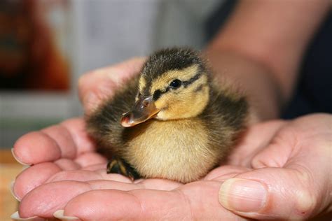 Ducklings Born Early Due To Warmest December In Decades Metro News