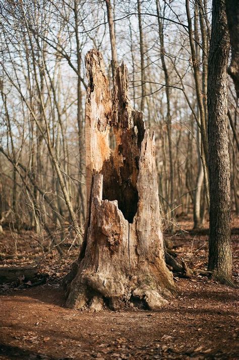 Dead Hollow Tree Trunk Artofit