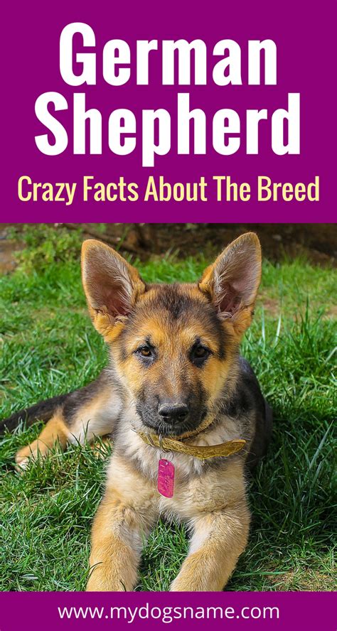Learn All About The German Shepherd Breed History Stats And More