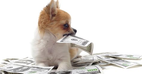 .send out blind credit card offers in the mail….even if you're a yellow labrador puppy named lilah. Tompor: Dog chewed up your cash? What to do