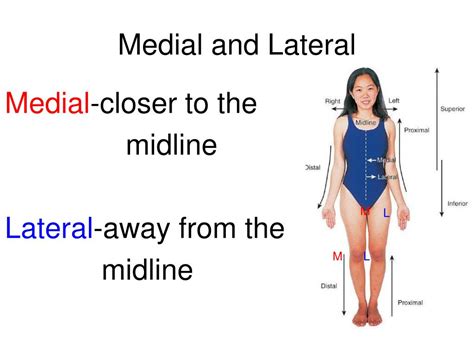 Lateral Vs Medial Anatomy