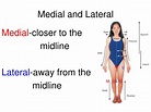 PPT - Chapter 1 Introduction to Anatomy PowerPoint Presentation, free ...