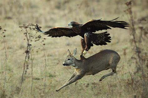 Golden Eagle Catching Fox