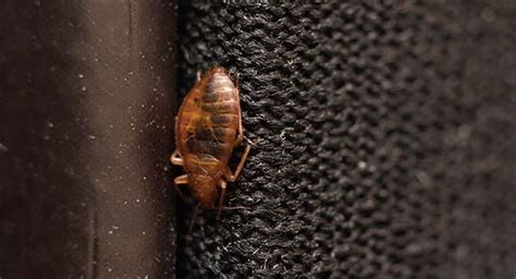 Bed Bugs In Worcester Can Be Hiding In Unlikely Places