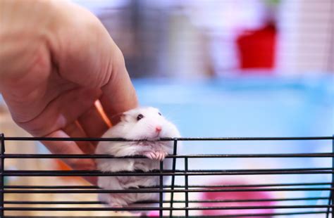 Petsmart Employees Desperate Attempt To Get Hamster Back Is Going