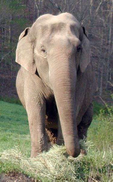 The Elephant Sanctuary Hohenwald Tennessee Elephant Sanctuary