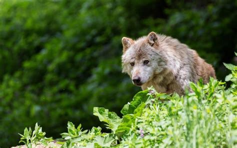Wolf Wolves Predator Carnivore Wallpapers Hd Desktop And Mobile