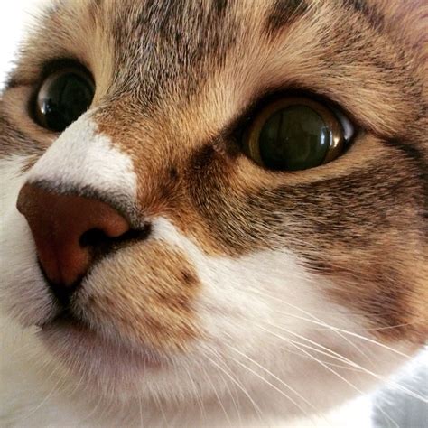 A Closeup On My Cat Rockys Face Meow Catface Soadorable Cats