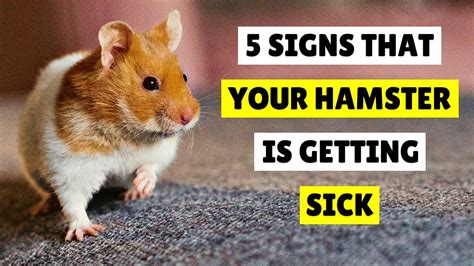 5 Signs That Your Hamster Is Getting Sick 🐹 Youtube