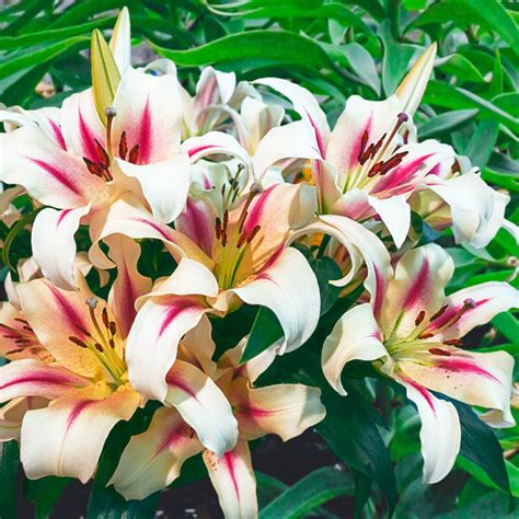 buy nymph lily tree excellent deal on lily trees breck s