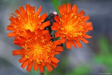 Shutterbugs Capturing The World Around Us Devils Paintbrush