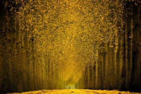 The Yellow Brick Road To Success Picture Tree Goor Beautiful Forest