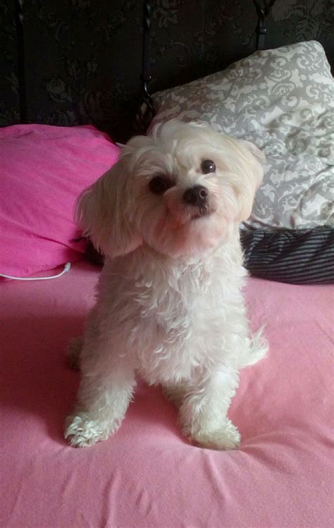 Pixie My 2 Year Old Maltese Dog By Mirjam Slegh Cute Animals Cute