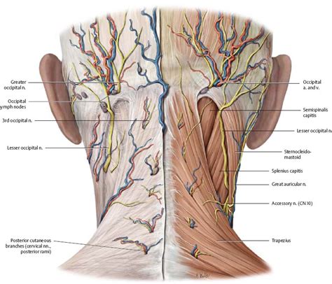 Back Of Neck Region Anatomy Instant Anatomy Head And Neck Areas My