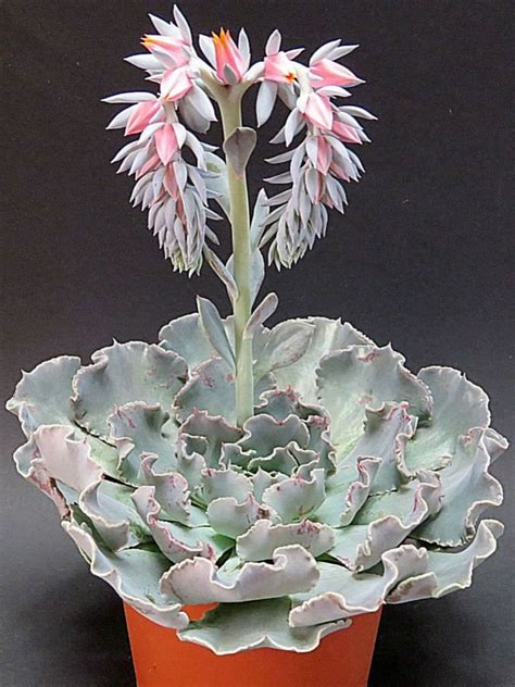 Echeveria Shaviana Mexican Hens World Of Succulents Blooming