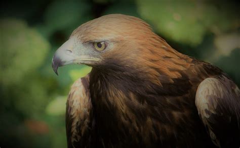 Scottish National Bird Should It Be The Golden Eagle