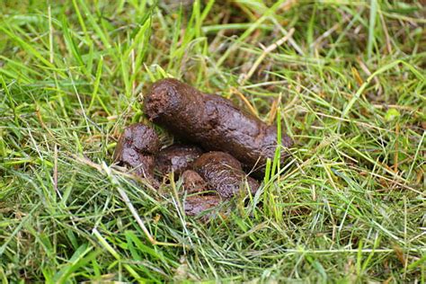 Best Dog Poo Stock Photos Pictures And Royalty Free Images Istock