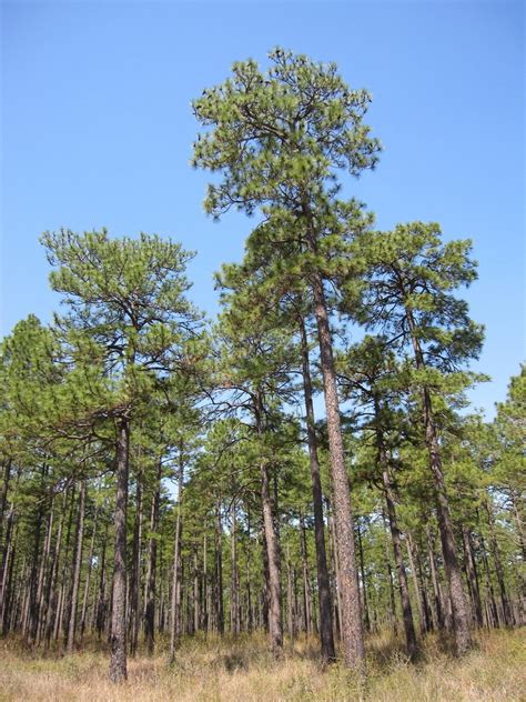 Longleaf Pine Restoration The National Wildlife Federation Blog