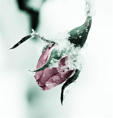 Frozen Rose Photograph By Christina Kozlowski Fine Art America