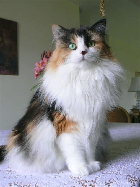 50 Stunning Siberian Cat Colors And Patterns Discover Them All Thepetfaq