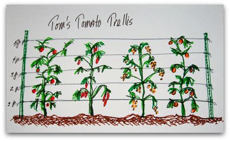 Growing Tomatoes When Plants Are All Legs Tall Clover Farm