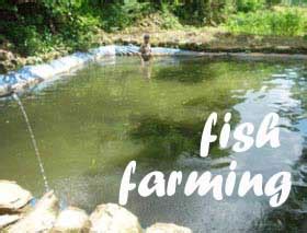 Getting fish from the wild can't. Ideas For Business: How to Start a Profitable Fish Farming ...