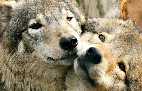 Love Cute Wolf Kiss Couple Dog Animal Hd Wallpaper Peakpx