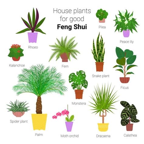 House Plants For Good Ferg Shui In Different Potted Shapes And Sizes
