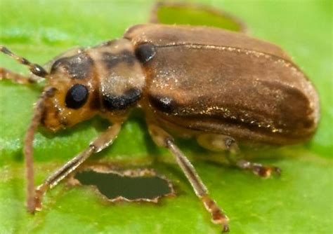 Leaf Eating Beetle Pyrrhalta Viburni Bugguide Net