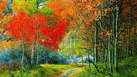 Path Between Green Grass Field Colorful Autumn Trees Hd Autumn