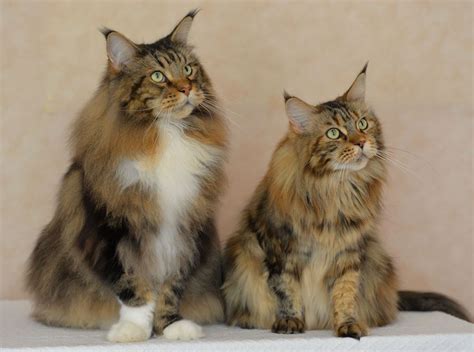 It has a distinctive physical appearance and valuable hunting skills. Maine Coon Cat Male Or Female - Best Cat Wallpaper