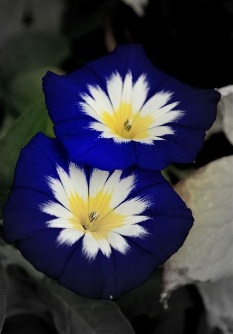 Most Beautiful Blue Flowers Diy Flowers