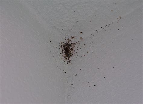 Insects Resembling Bedbugs Bug That Looks Like A Bed Bug
