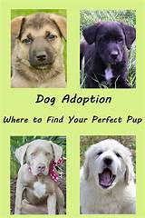 Check poison symptoms, diagnosis & treatments. Dog Adoption - Finding Your Perfect Pup - Happy Oodles ...