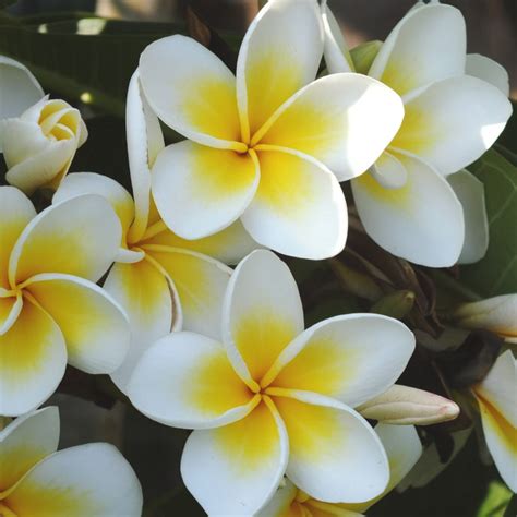 White Jasmine Floral Scent Air Esscentials