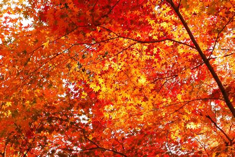Free Download Autumn Leaves 1600x1067 For Your Desktop Mobile