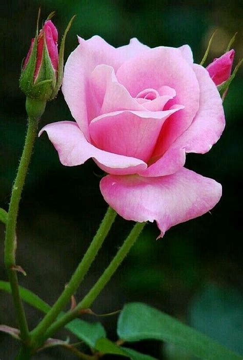 40 Beautiful Pink Rose Gardening Ideas For Backyard Beautiful Rose