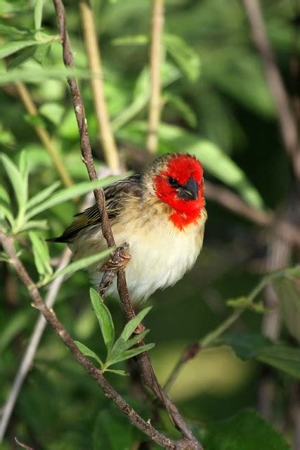 Cardinal Quelea Bird Photo Call And Song Quelea Cardinalis Hyphantica