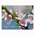 Delaware State Flower: Peach Blossom Postcard in 2020 | Peach blossoms ...