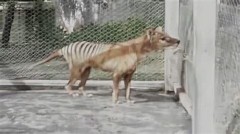 Watch Last Known Footage Of Captive Tasmanian Tiger Gets Colorized