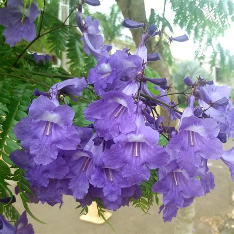 Muda De Caroba Jacaranda Cuspidifolia Na Flora Londrina Viveiro