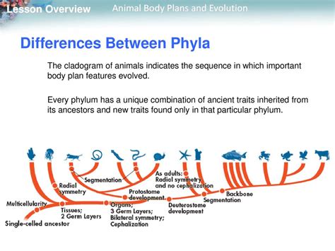 252 Animal Body Plans And Evolution Ppt Download