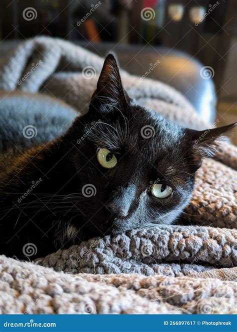 Black Cat With Green Eyes Laying In A Blanket Stock Image Image Of