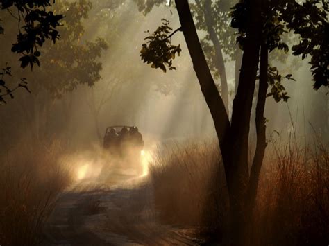 Bandhavgarh A Morning Safari India Travellerspoint Travel Photography