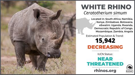 State Of The Rhino International Rhino Foundation