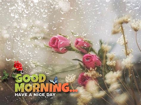 Astonishing Compilation Of Over Rainy Good Morning Full HD Images In K